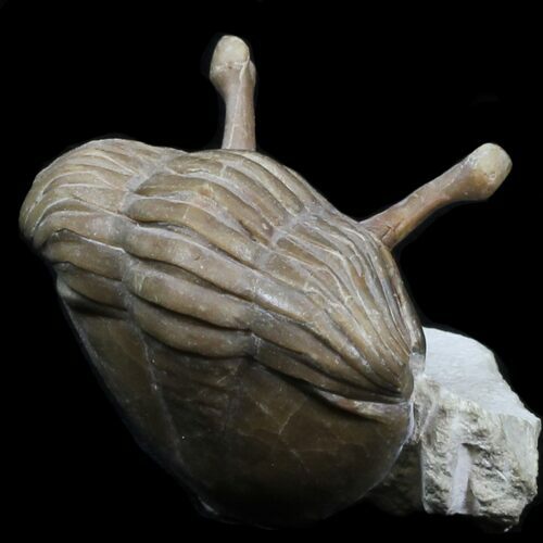 Enrolled Asaphus Kowalewskii Trilobite - #31313